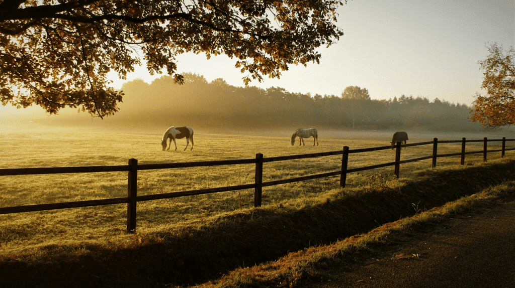 A Grassland