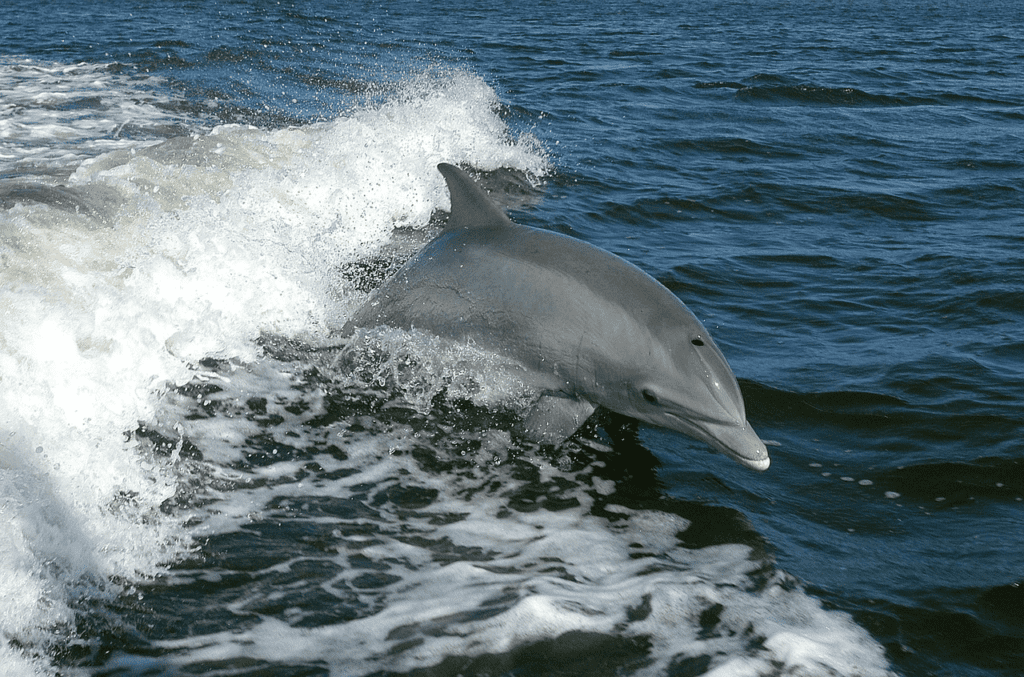 A dolphin whose blowhole is clearly visible