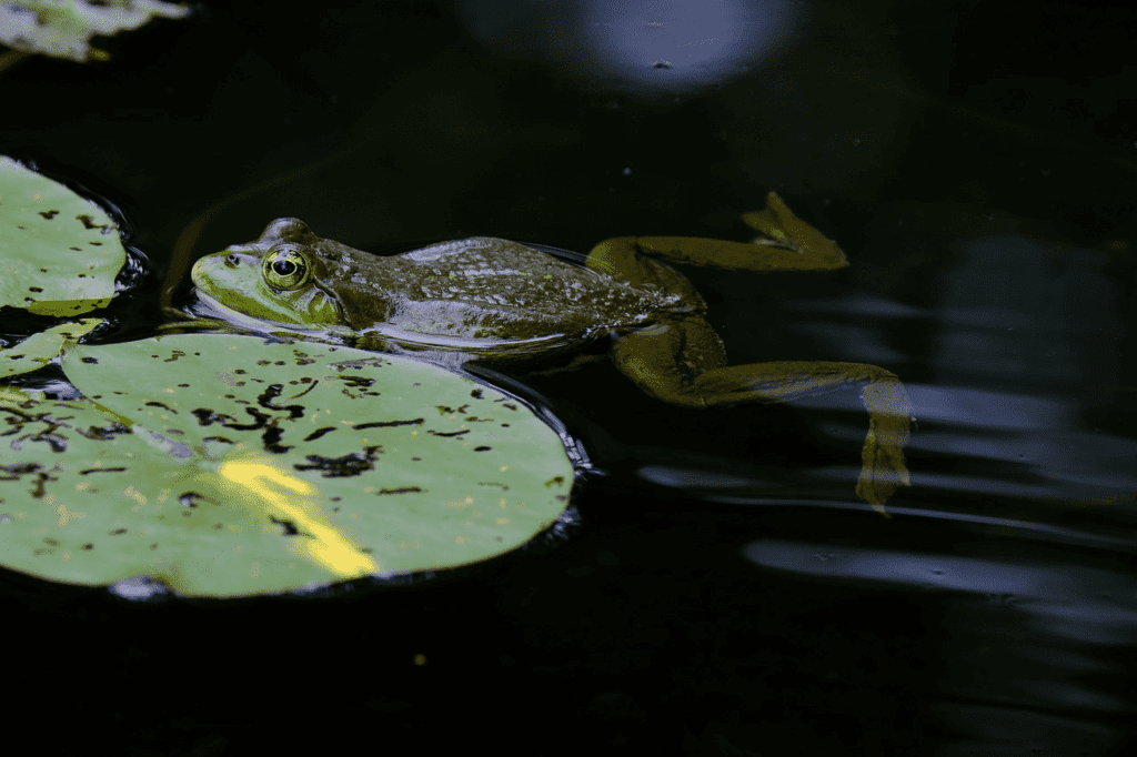 A pond frog