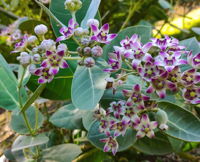 Aak or Milkweed plant