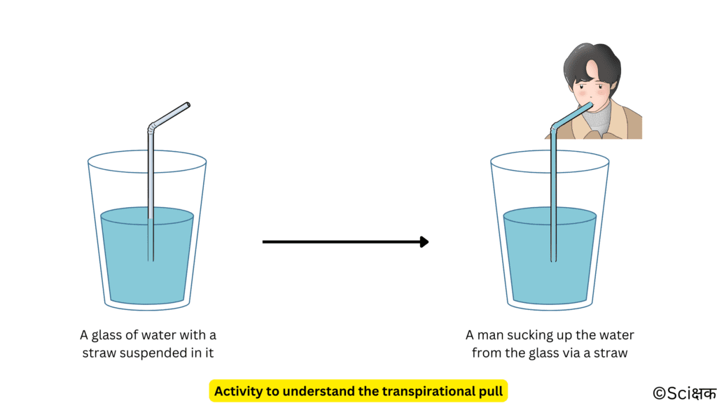 Activity to Understand the Transpirational Pull