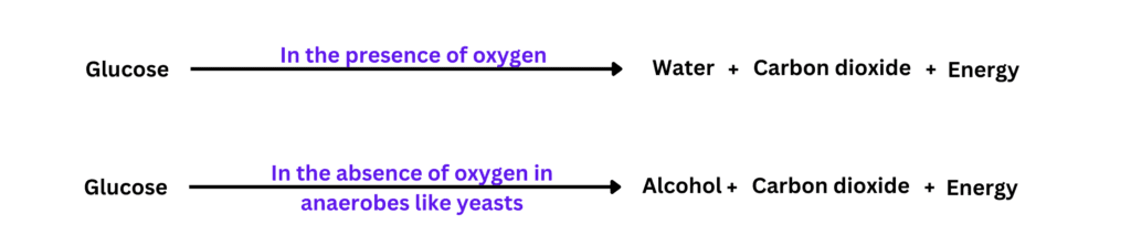 Aerobic and Anaerobic respiration equations