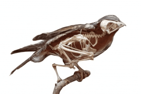 Image: Bird Skeleton