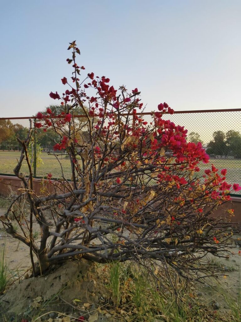 Bougainvillea