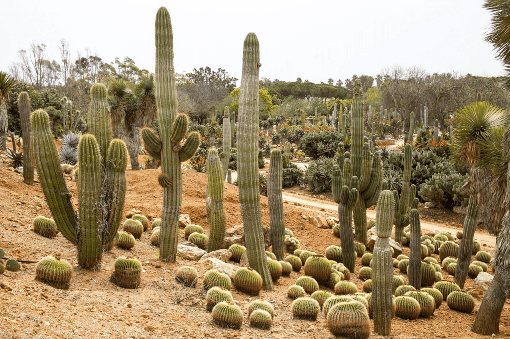 Image: Cactus Plants