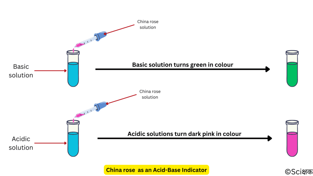 China rose an an acid base indicator