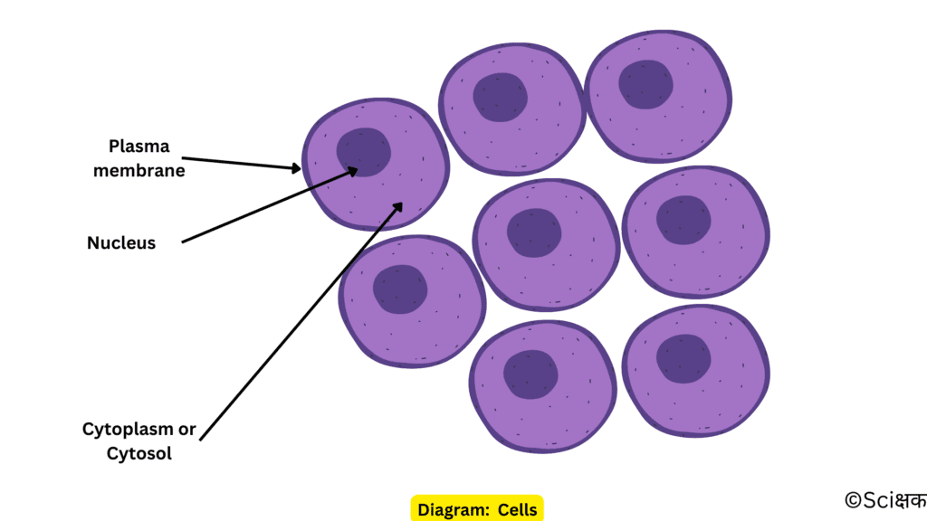 Diagrammatic representation of cells