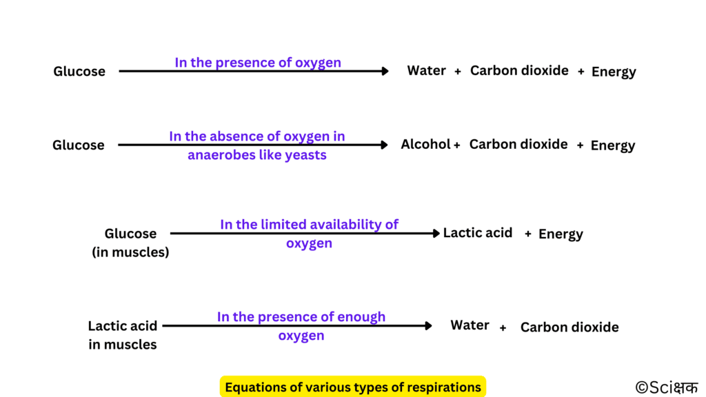 Equations of various types of respirations