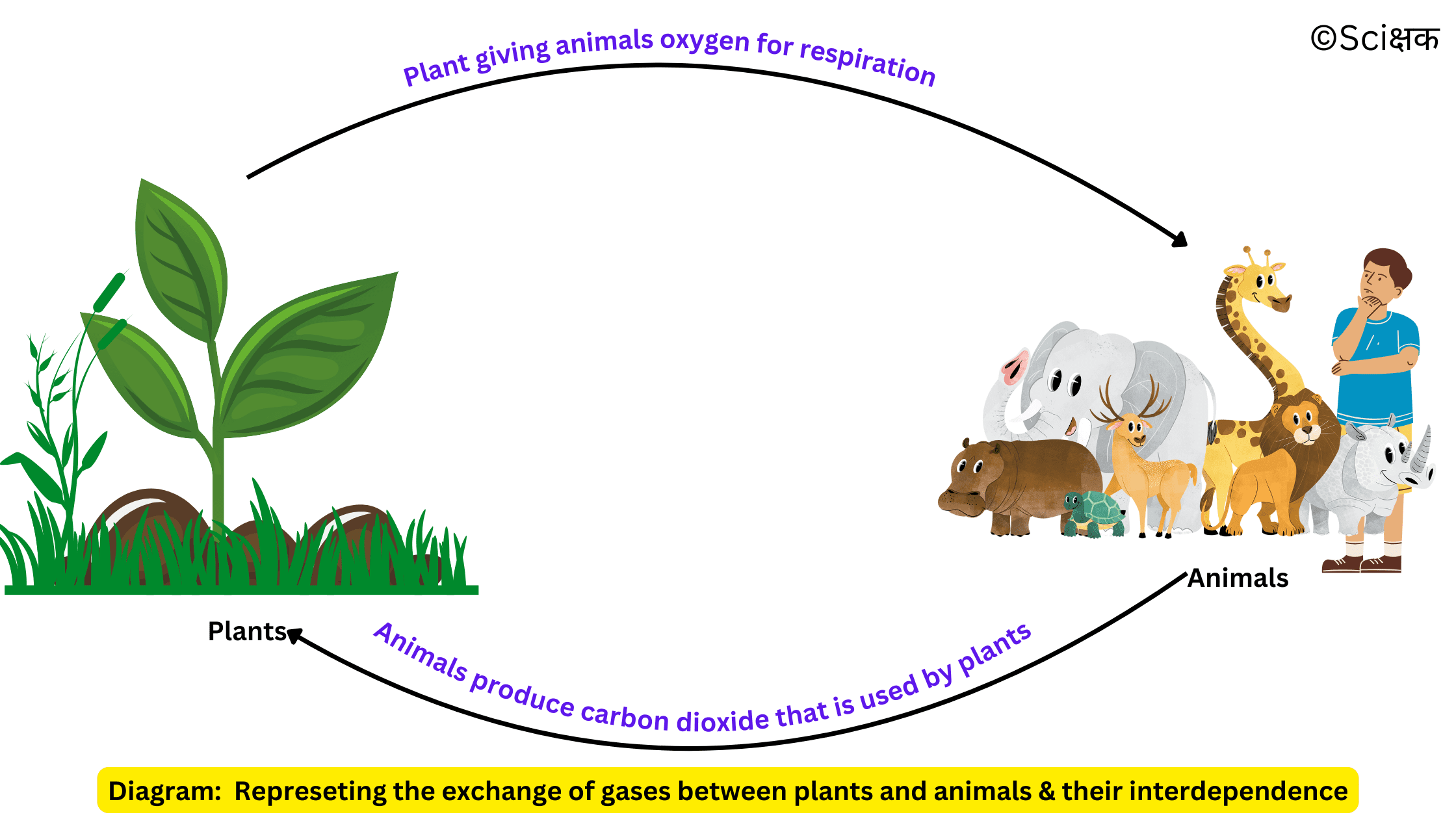 exchange of gases between plants and animals & their interdependence