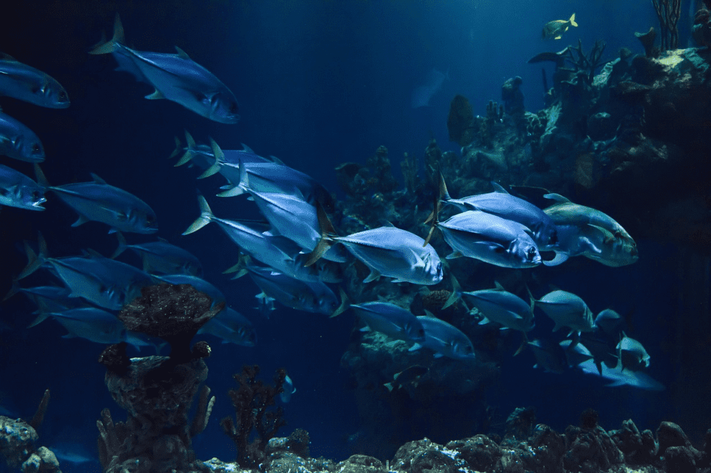 Fishes swimming underwater