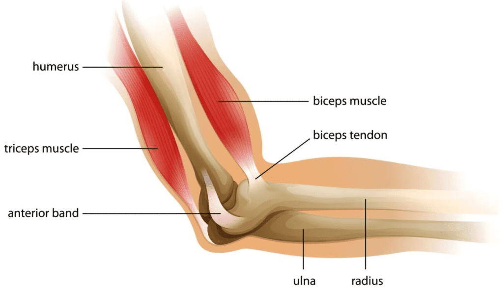 Image: Hinge joint present in elbow 