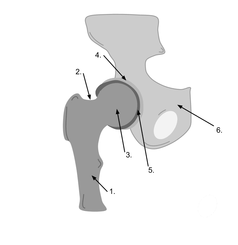 Hip's Ball and Socket joint