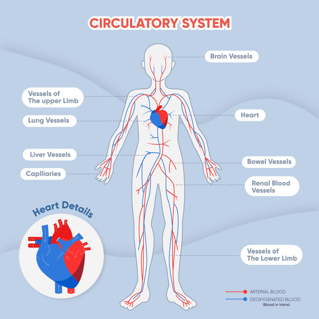 Human Circulatory System