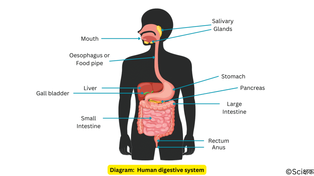 Human digestive system