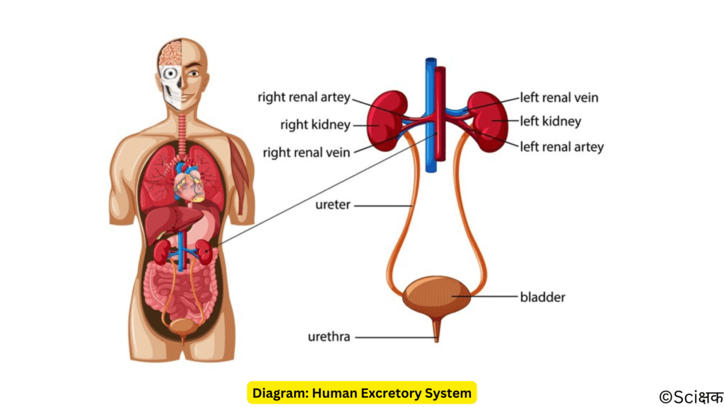 Diagram of human excreory system