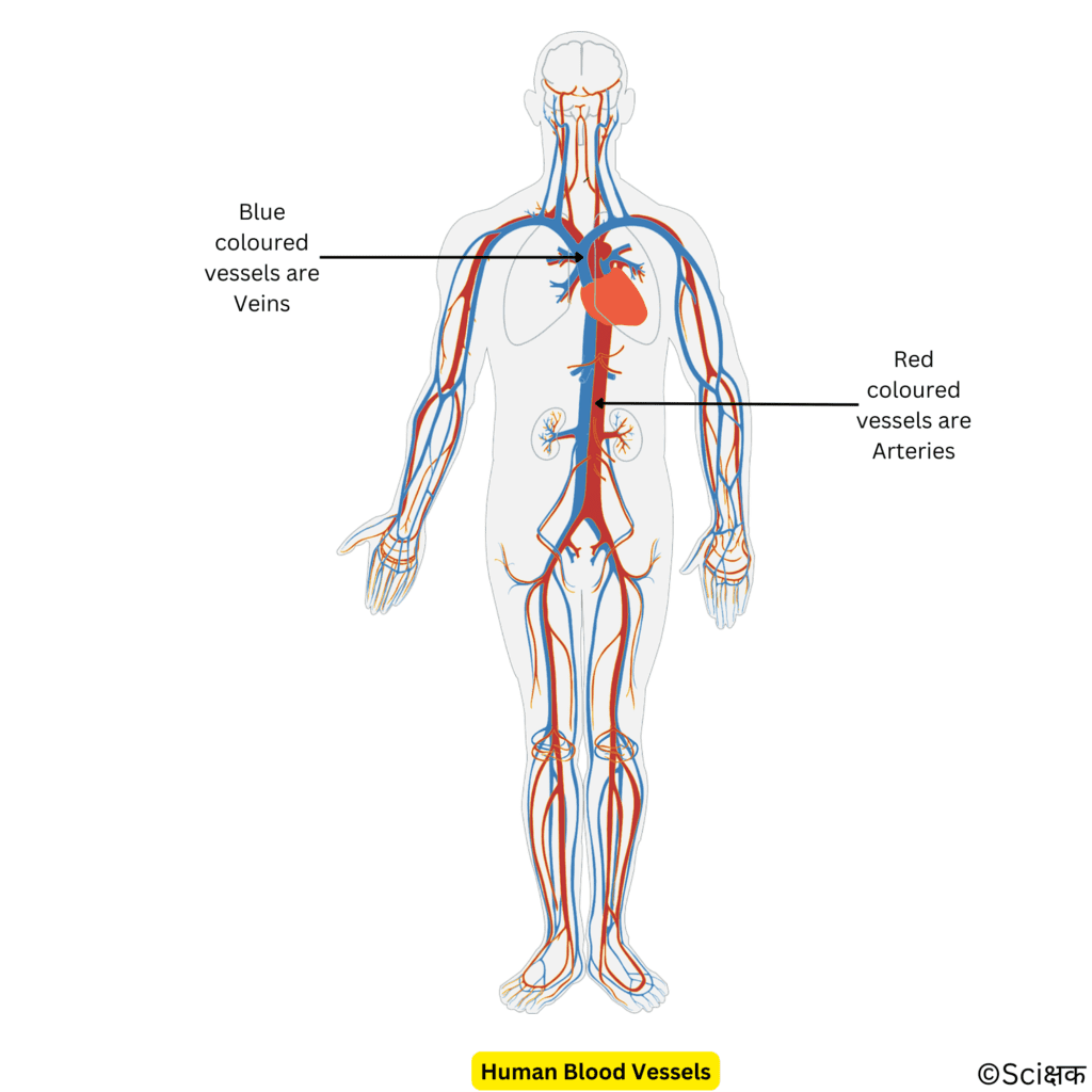 Human blood vessels