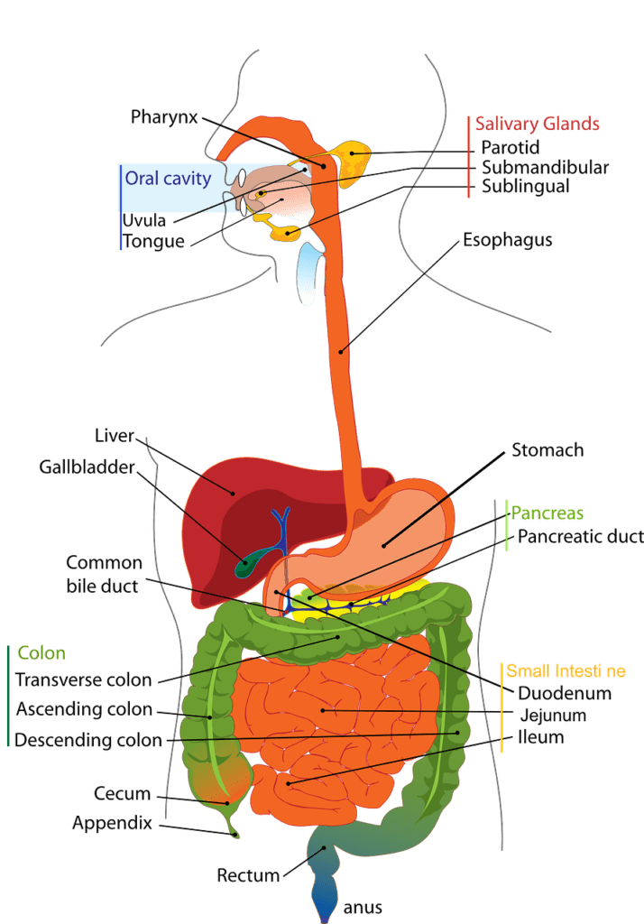 Human digestive system illustration