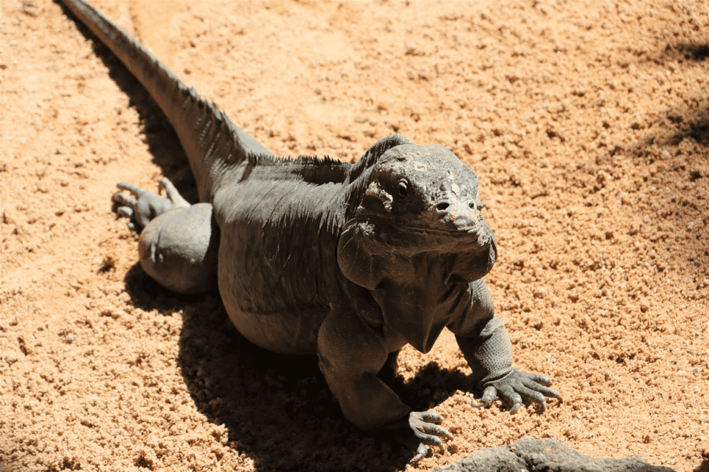 Iguana or The Desert Lizard