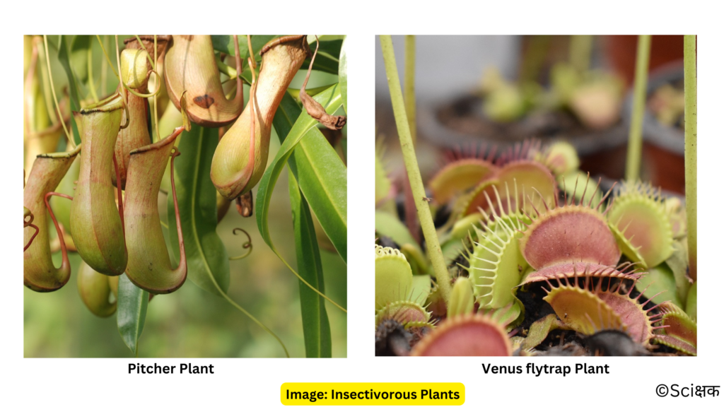 Insectivorous plants