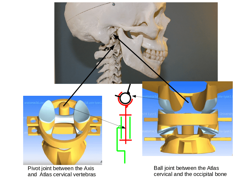 Image: Neck's Pivot Joint © Arnaud Blanchard