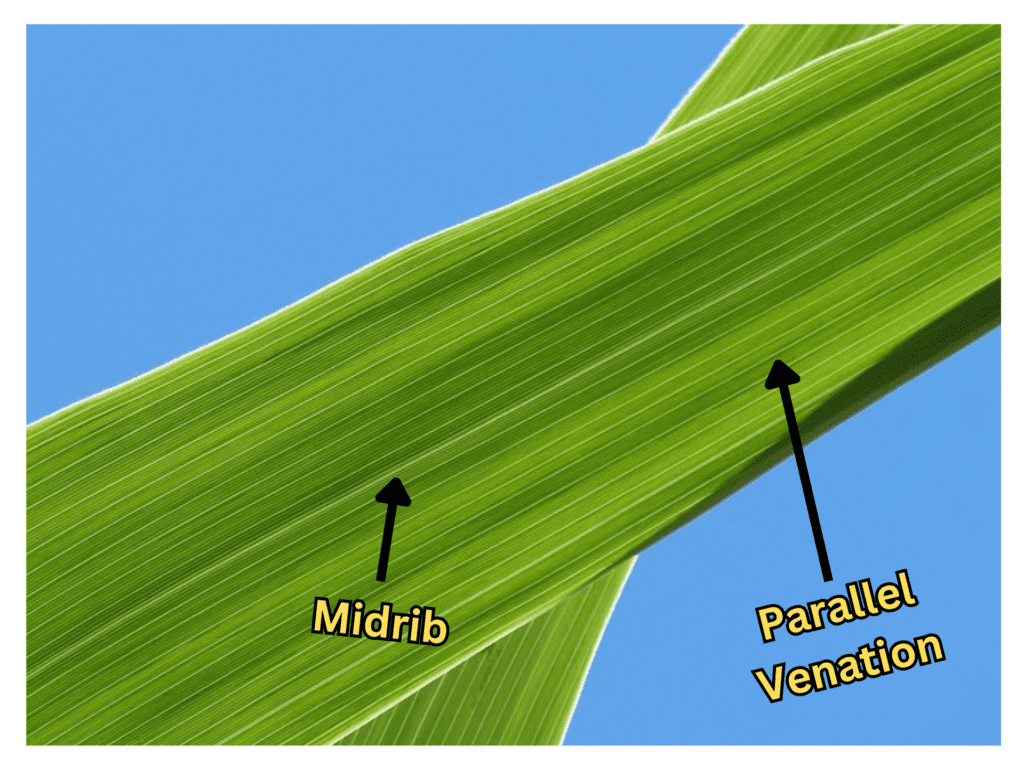 Plant leaf showing parallel venation