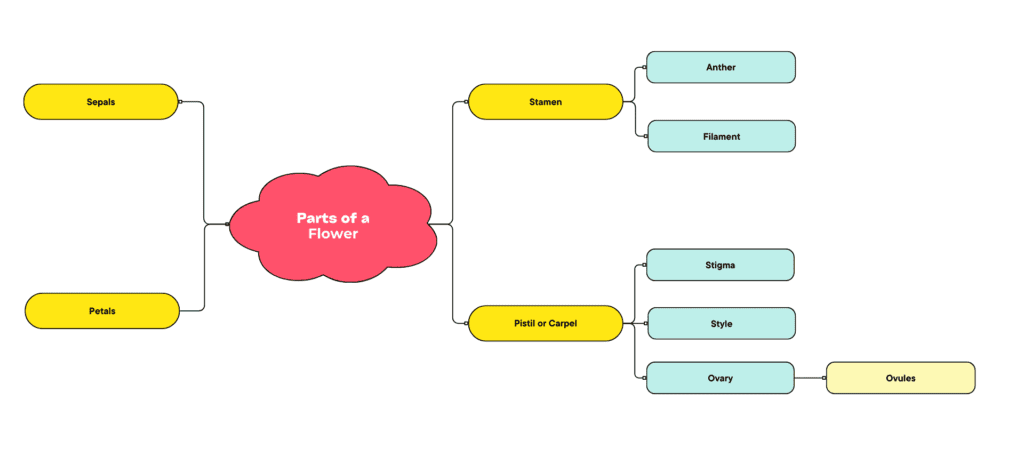 Parts of a flower