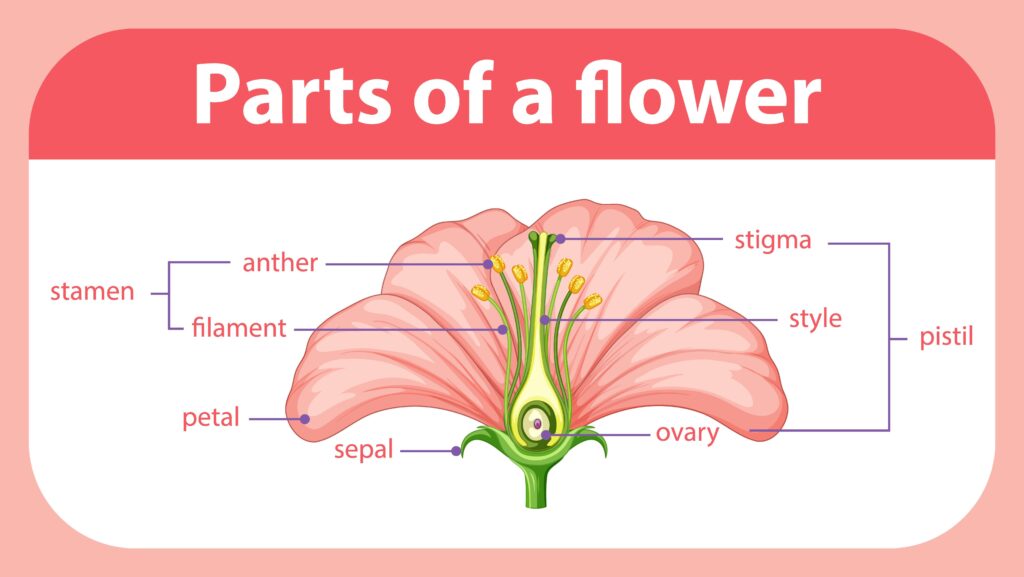 Diagram showing different parts of a flower.