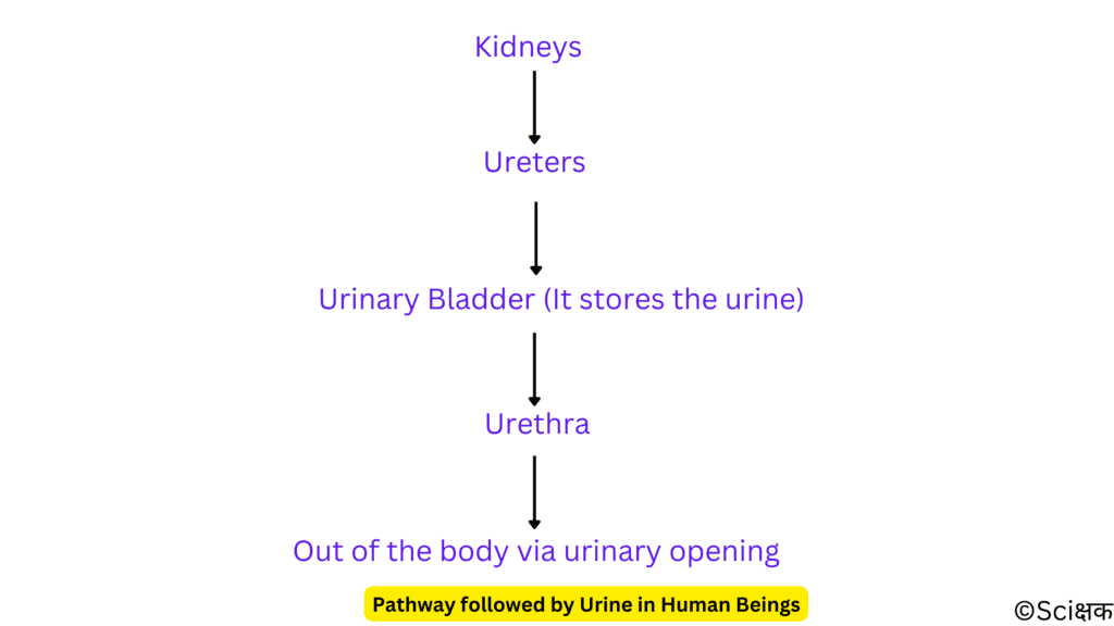 Pathway followed by urine in human beings