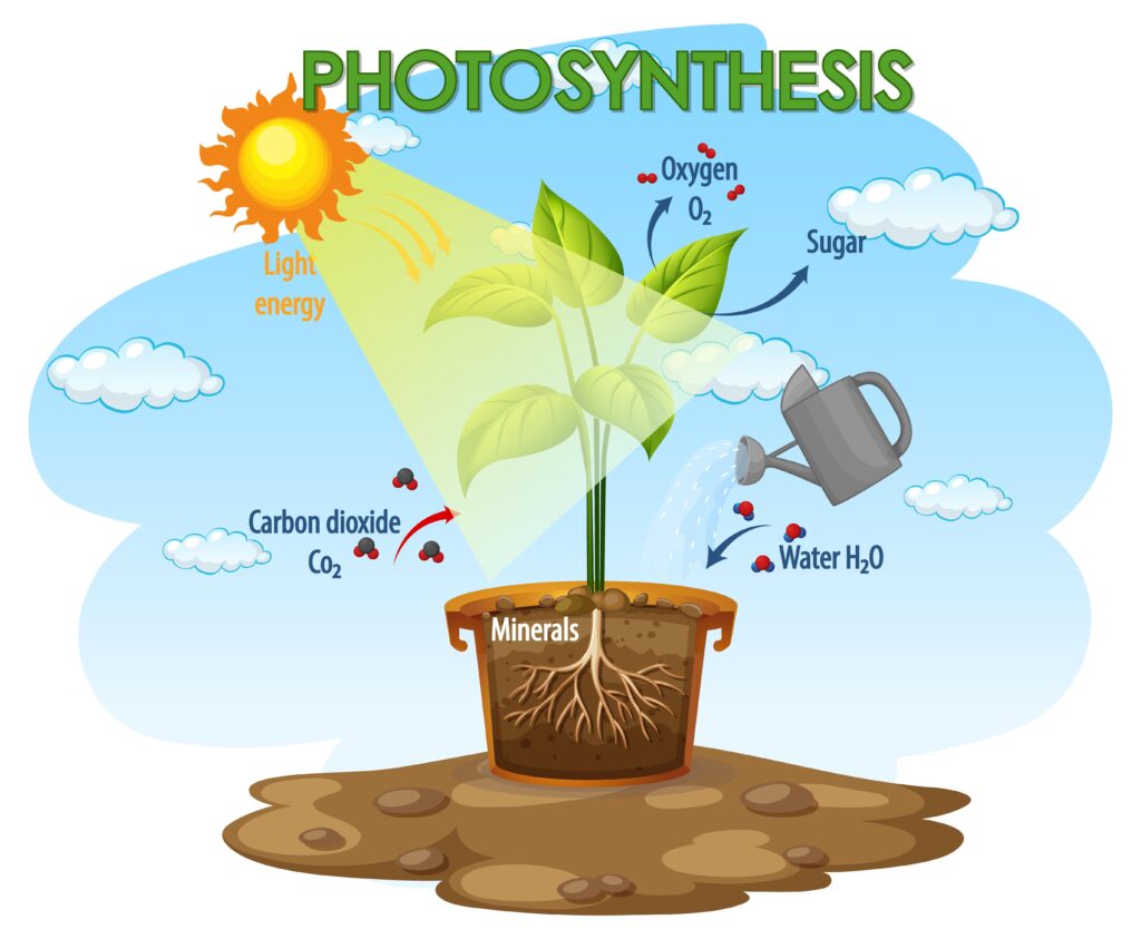 Process of photosynthesis