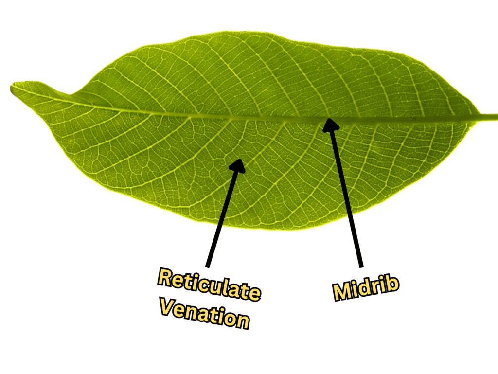 A plant leaf showing reticulate venation