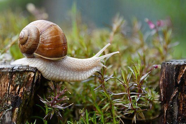 Snail in a Garden