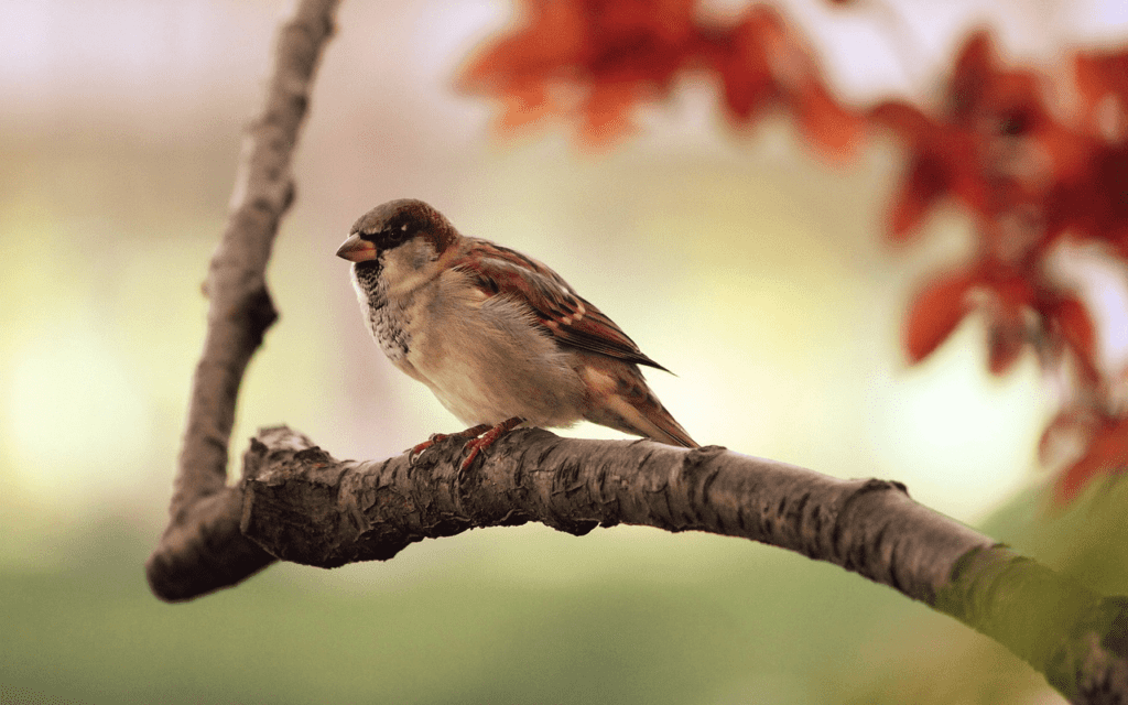 Sparrow perched on a tree branch