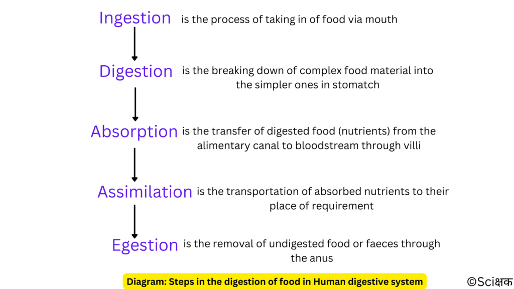 Steps in the digestion of food in Human digestive system