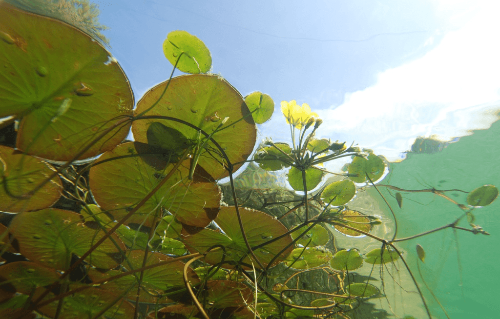 Submerged aquatic plants