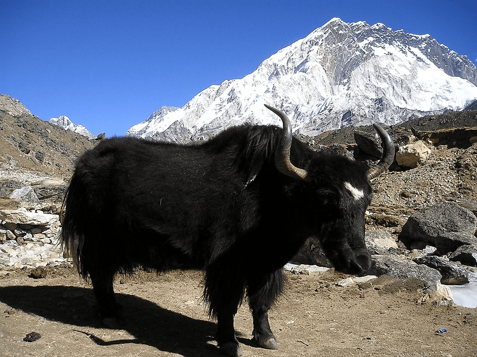 A Tibetan Yak