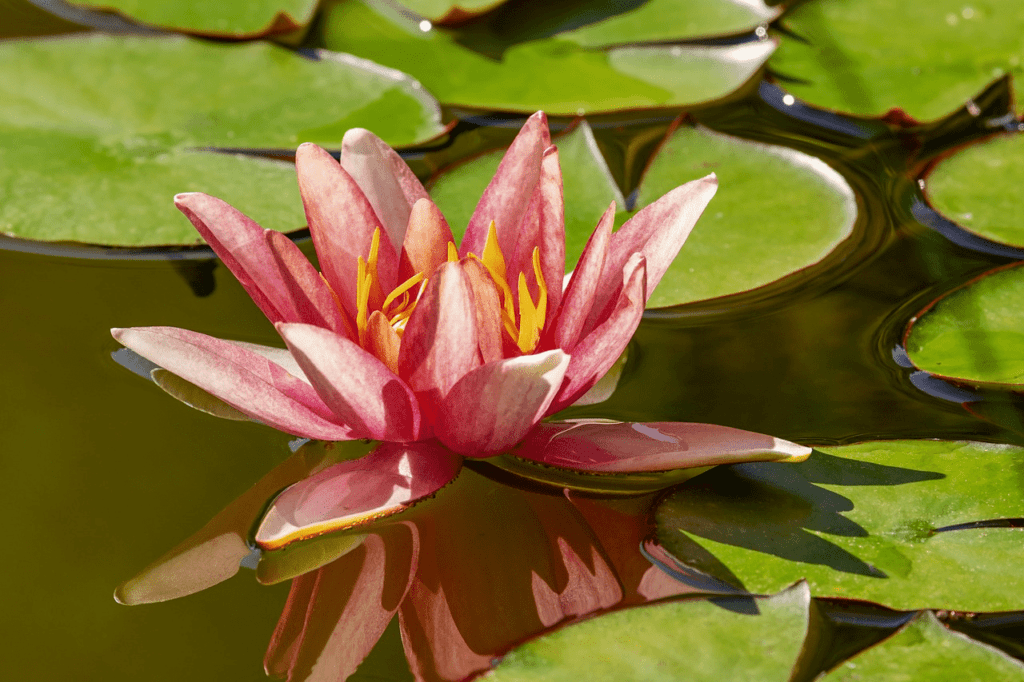 Water lily an aquatic plant