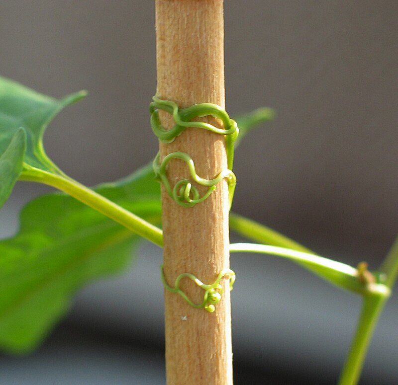 Climber plant showing tendrils