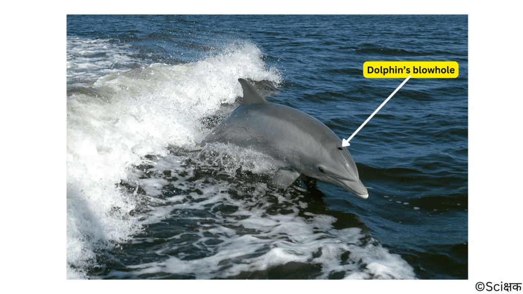 dolphin's blowhole