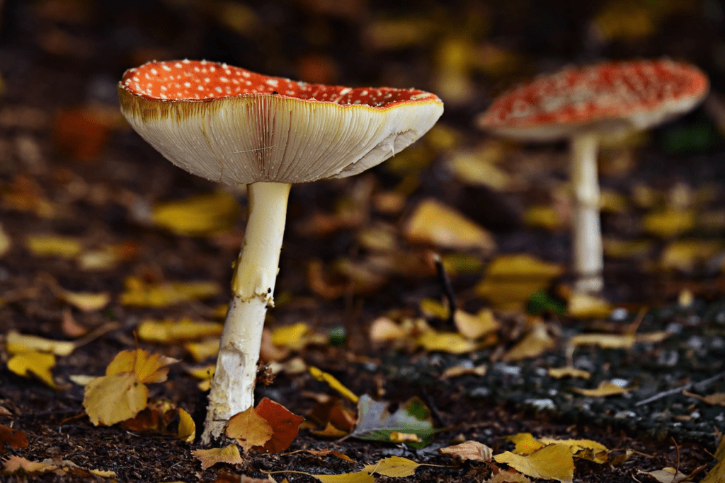 Mushrooms (fungi)