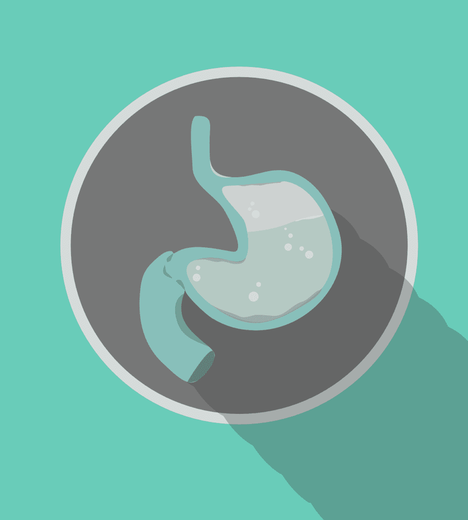 Human Stomach