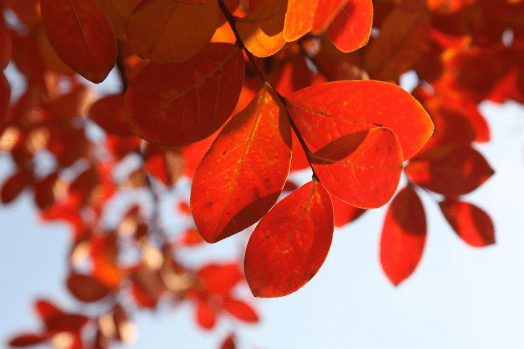 Red coloured plant leaves