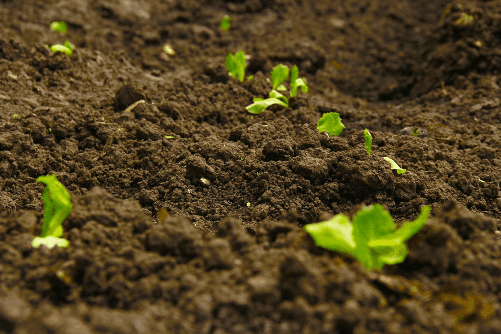 Seedlings growing in soil