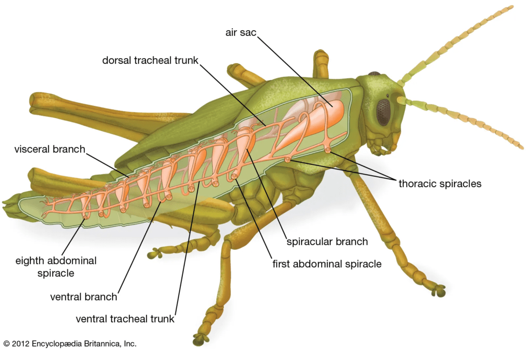 Respiratory system of a grasshopper