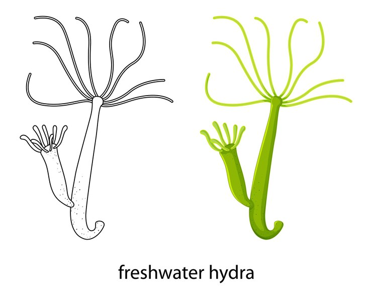 freshwater hydra