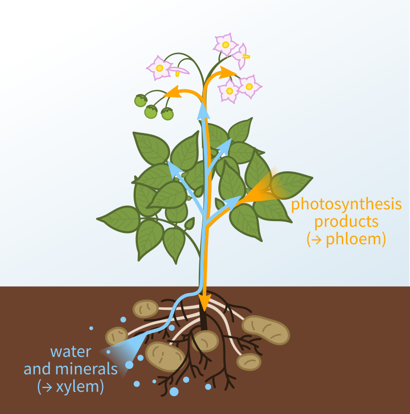 Diagram: Plant vascular tissues