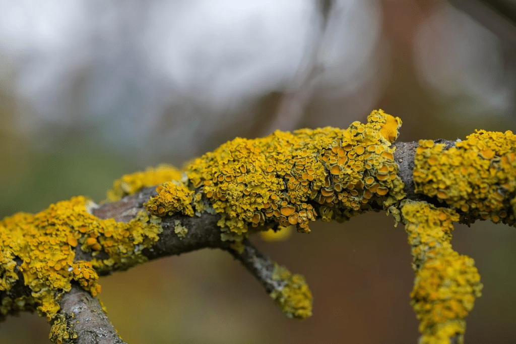 Lichen growing on a tree branch