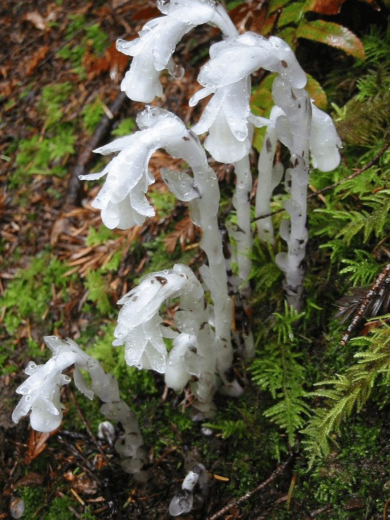 Indian Pipe Plant (Monotropa uniflora