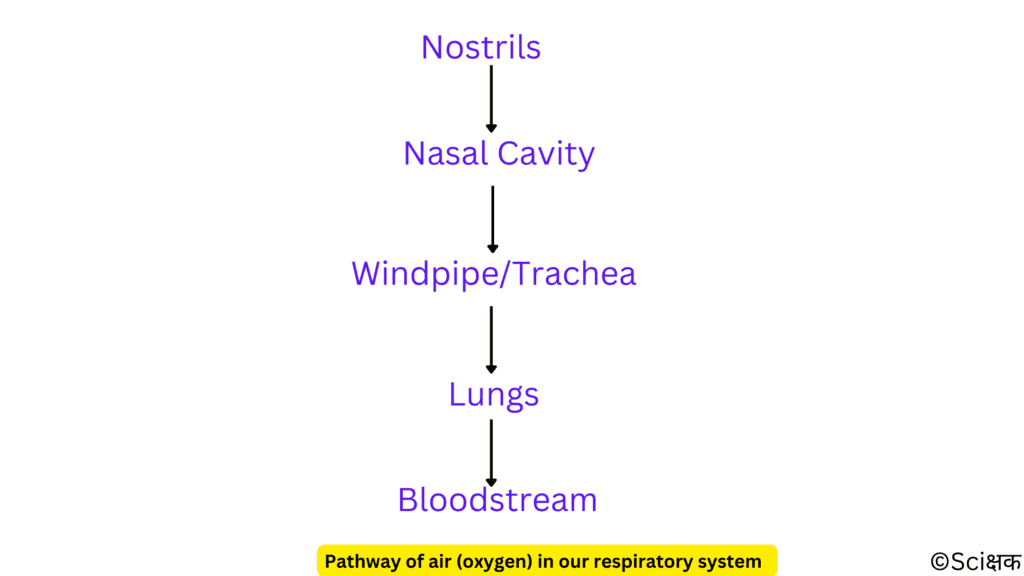 pathway followed by oxygen in our respiratory system