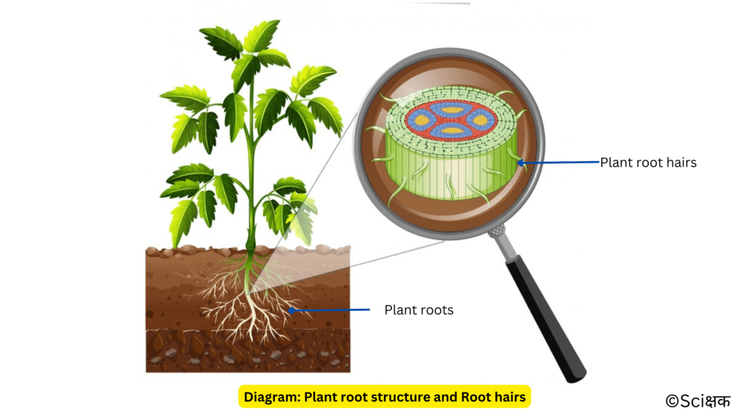 plant root structure showing root hairs