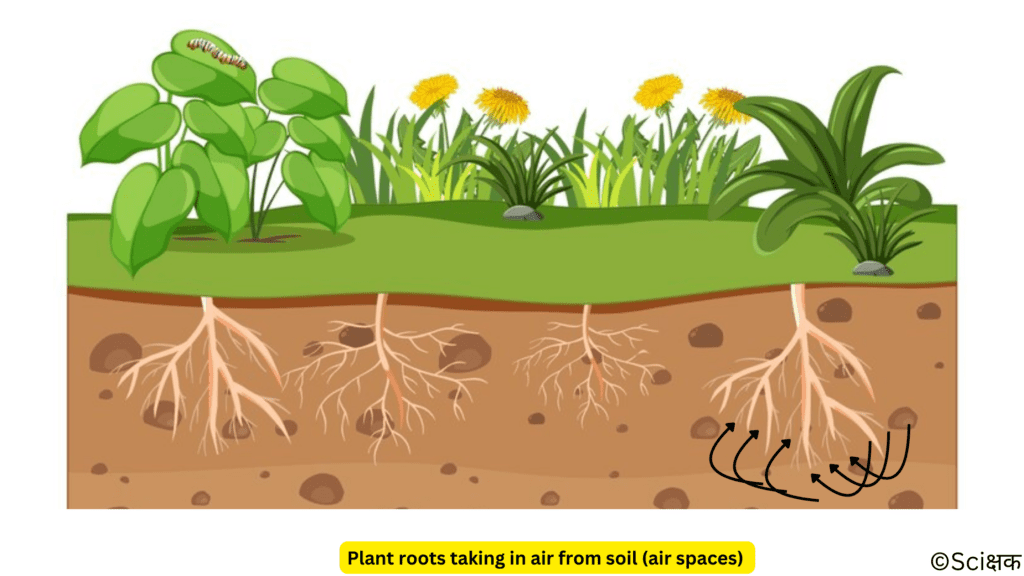 plant roots taking in air from the soil